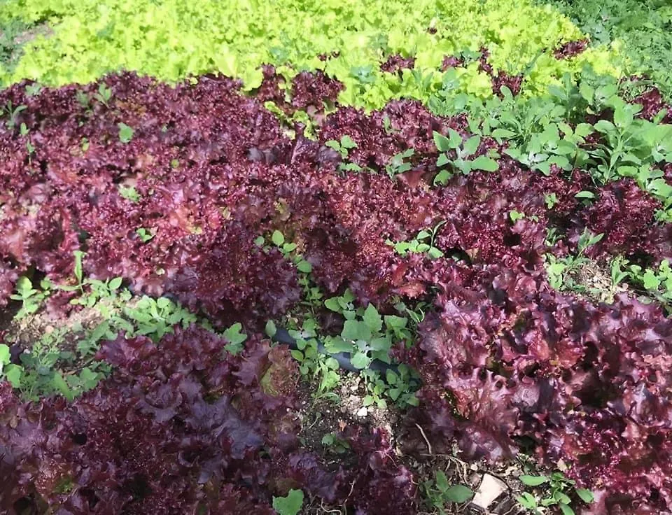 A Pousada Bujtina Hader Xhebro Tepelene Albânia